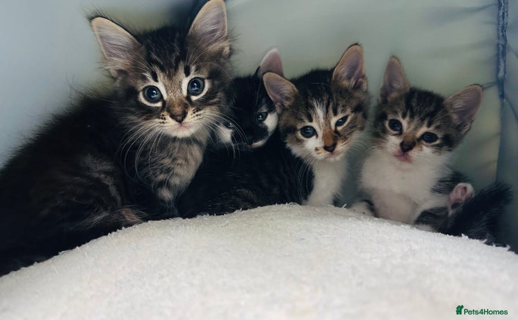 Mixed Breed cats - Advert 4