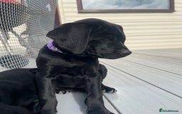 Mixed Breed dogs for sale: Rottweiler/vizsla - Image 29