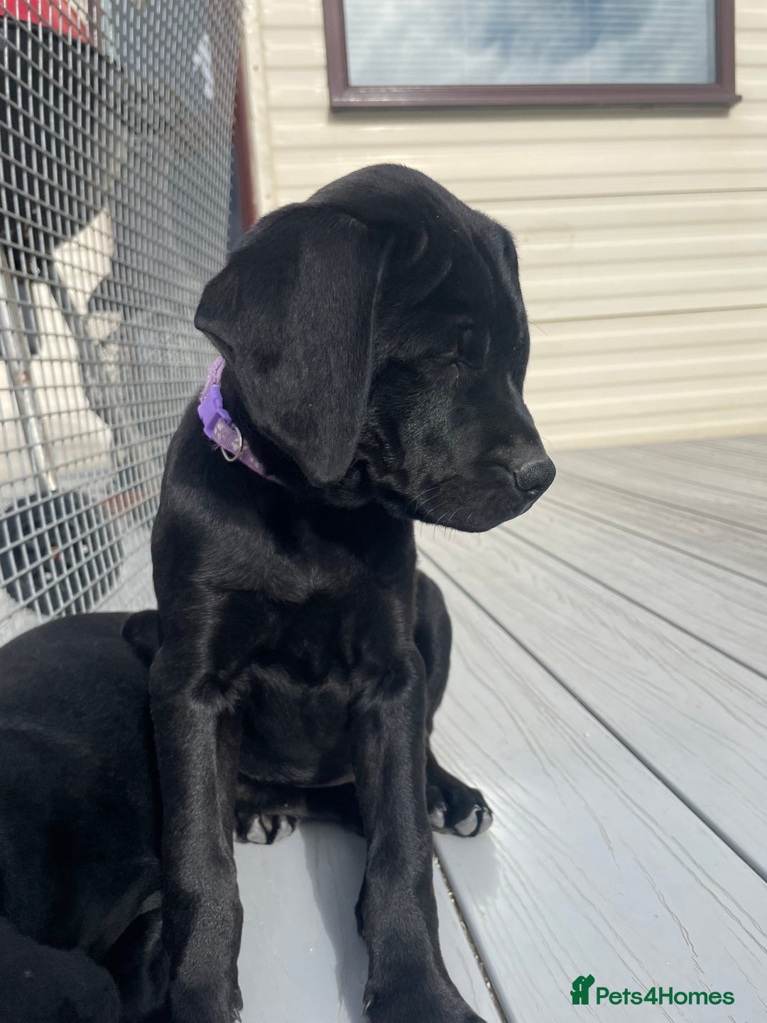 Mixed Breed dogs for sale: Rottweiler/vizsla - Image 29