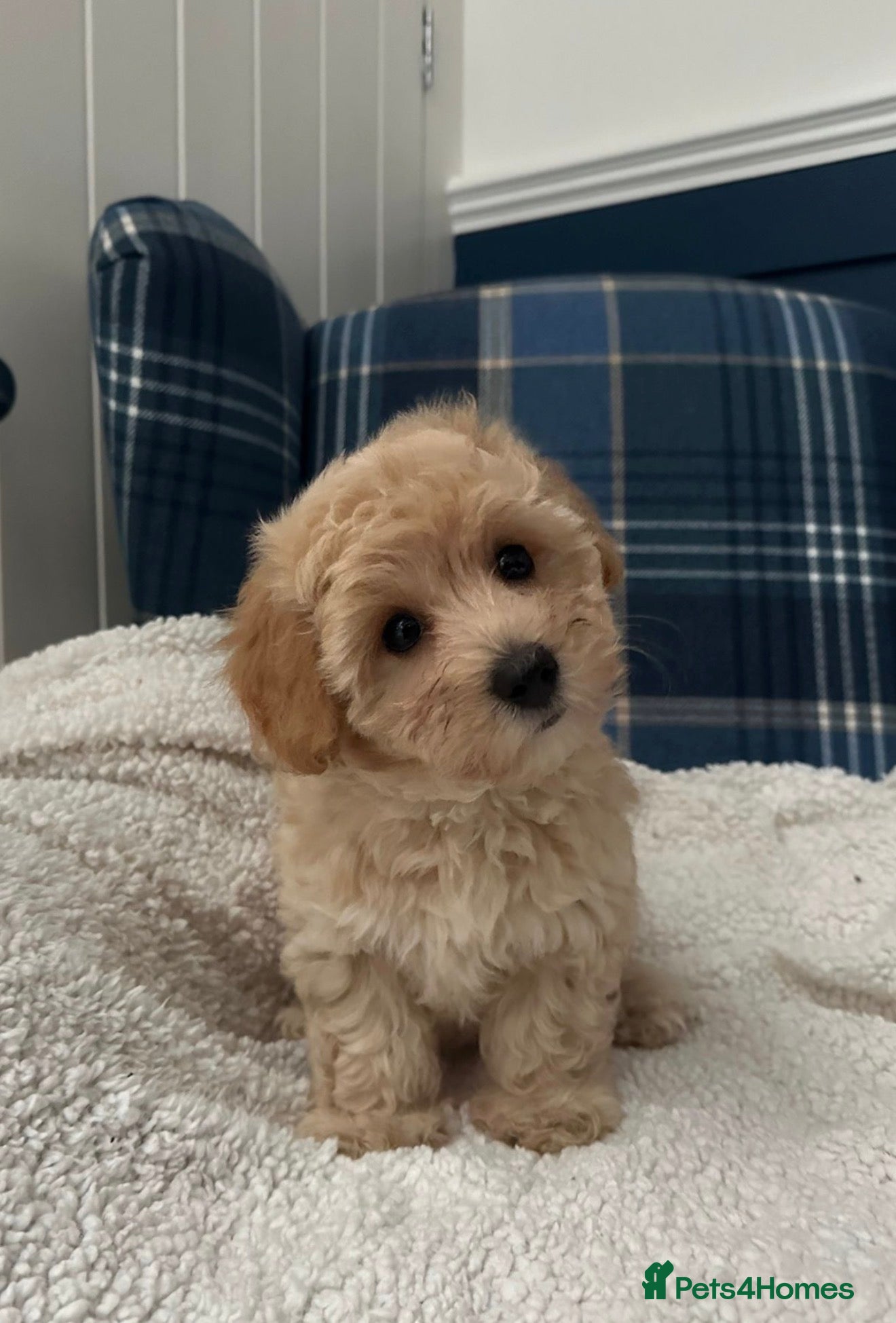 Maltipoo dogs 🩷💜Stunning Maltipoo Puppies💜🩷 - Advert 2