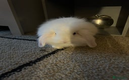 English Lop rabbits for sale: Rabbit  - Image 1