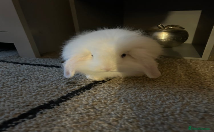 English Lop rabbits - Advert 10