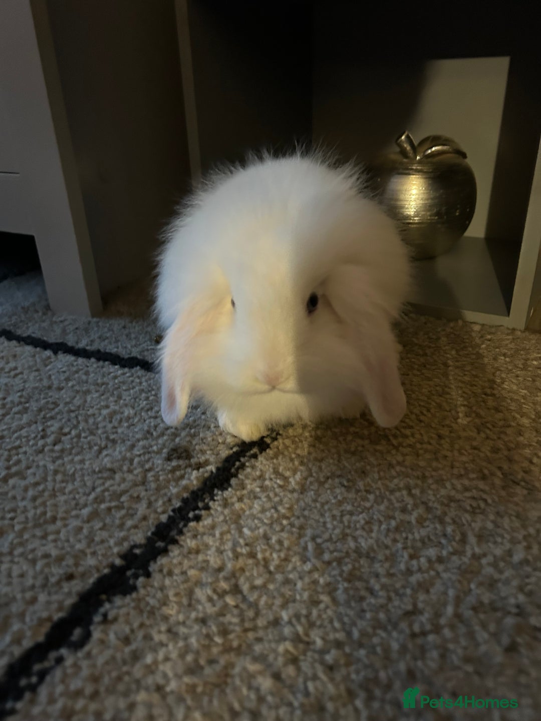 English Lop rabbits for sale: Rabbit  - Image 1