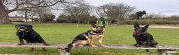 German Shepherd dogs for sale: German shepherd 9 months old in Rochester - Advert 6