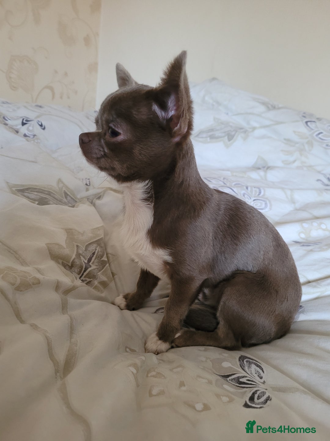 Chihuahua dogs for stud: KC lilac stud in Dagenham - Advert 4