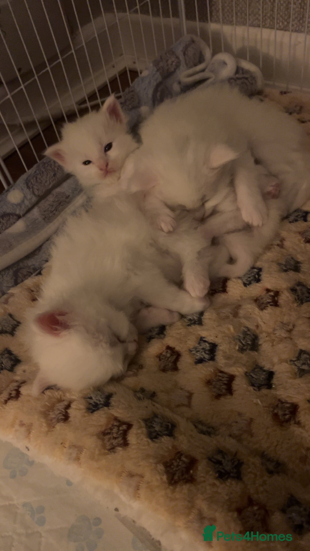 Maine Coon cats for sale: Maine coon kittens for sale  - Advert 10