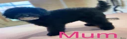 Cockapoo dogs for sale: Beautiful F1 cockapoo puppys - Advert 5