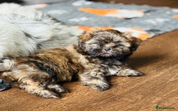 Shih Tzu dogs for sale: Pretty kc reg shih tzu puppy girl  - Image 5