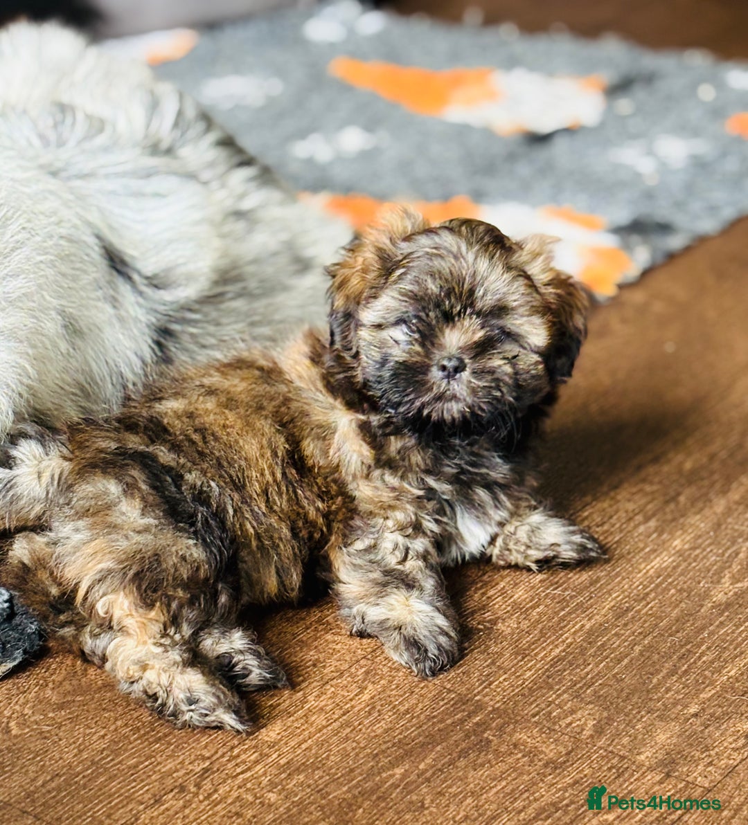 Shih Tzu dogs for sale: Pretty kc reg shih tzu puppy girl  - Image 5