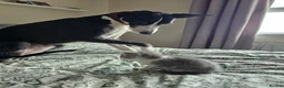 Mixed Breed cats for sale: Grey girl kitten  - Advert 4