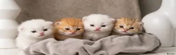 British Shorthair cats for sale: Luxury Chunky GCCF Silver and Golden Russian lines - Advert 3