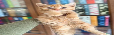 British Shorthair 2