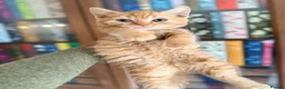 British Shorthair cats for sale: Stunning BSH Kittens Ready Now! - Advert 31
