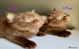 British Shorthair cats for sale: British shorthair kittens  - Image 5