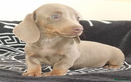 Dachshund dogs for sale: Gorgeous Mini Dachshund puppy's  - Image 11