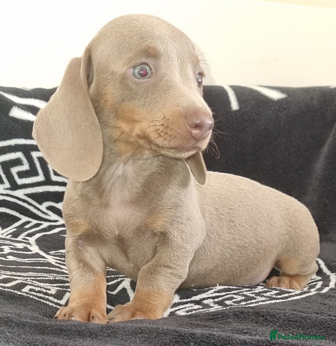 Dachshund dogs for sale: Gorgeous Mini Dachshund puppy's  - Image 11