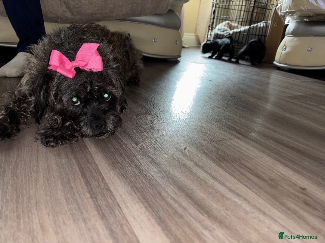 Jug dogs for sale: Jug puppies  - Image 15