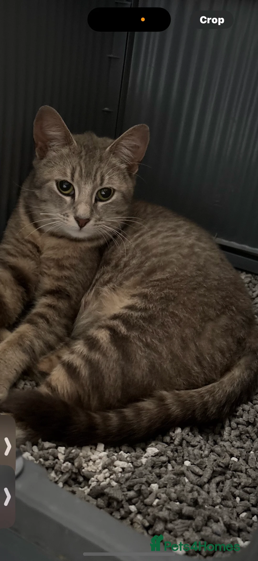 Domestic Shorthair cats for sale: Rescue cats- 60 in total, kittens/ adults🧡🙏 - Advert 29