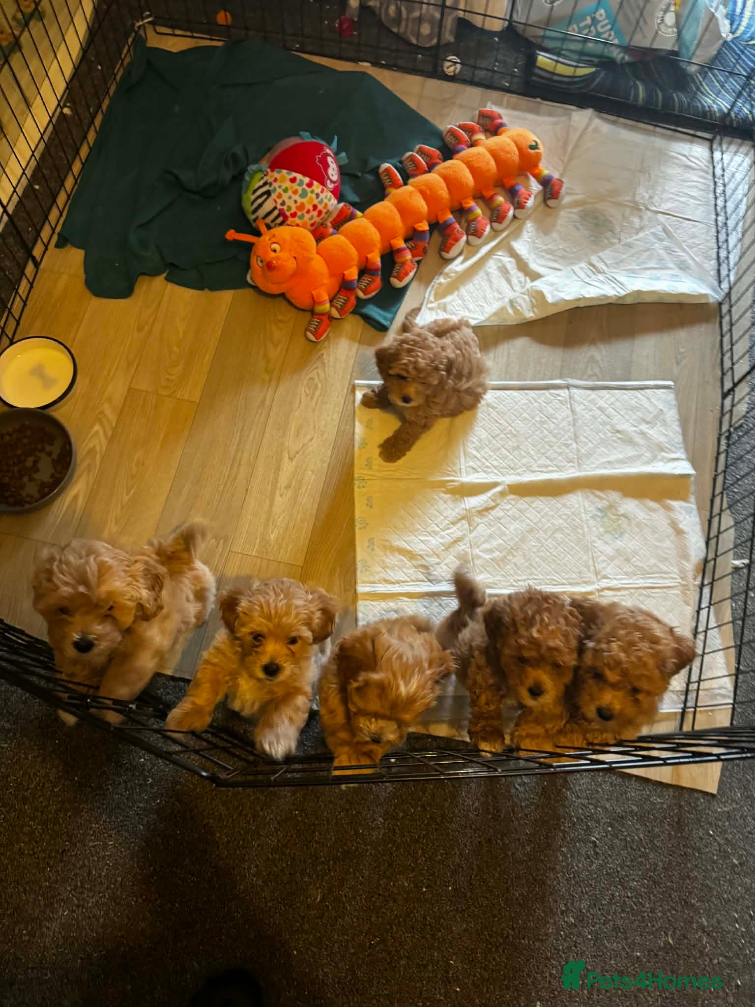 Lhasapoo dogs Lhasapoo puppies - Advert 17