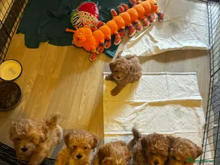 Lhasapoo dogs Lhasapoo puppies - Advert 17