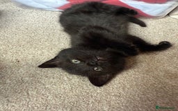 Mixed Breed cats for sale: Little Black Beauties - Image 8