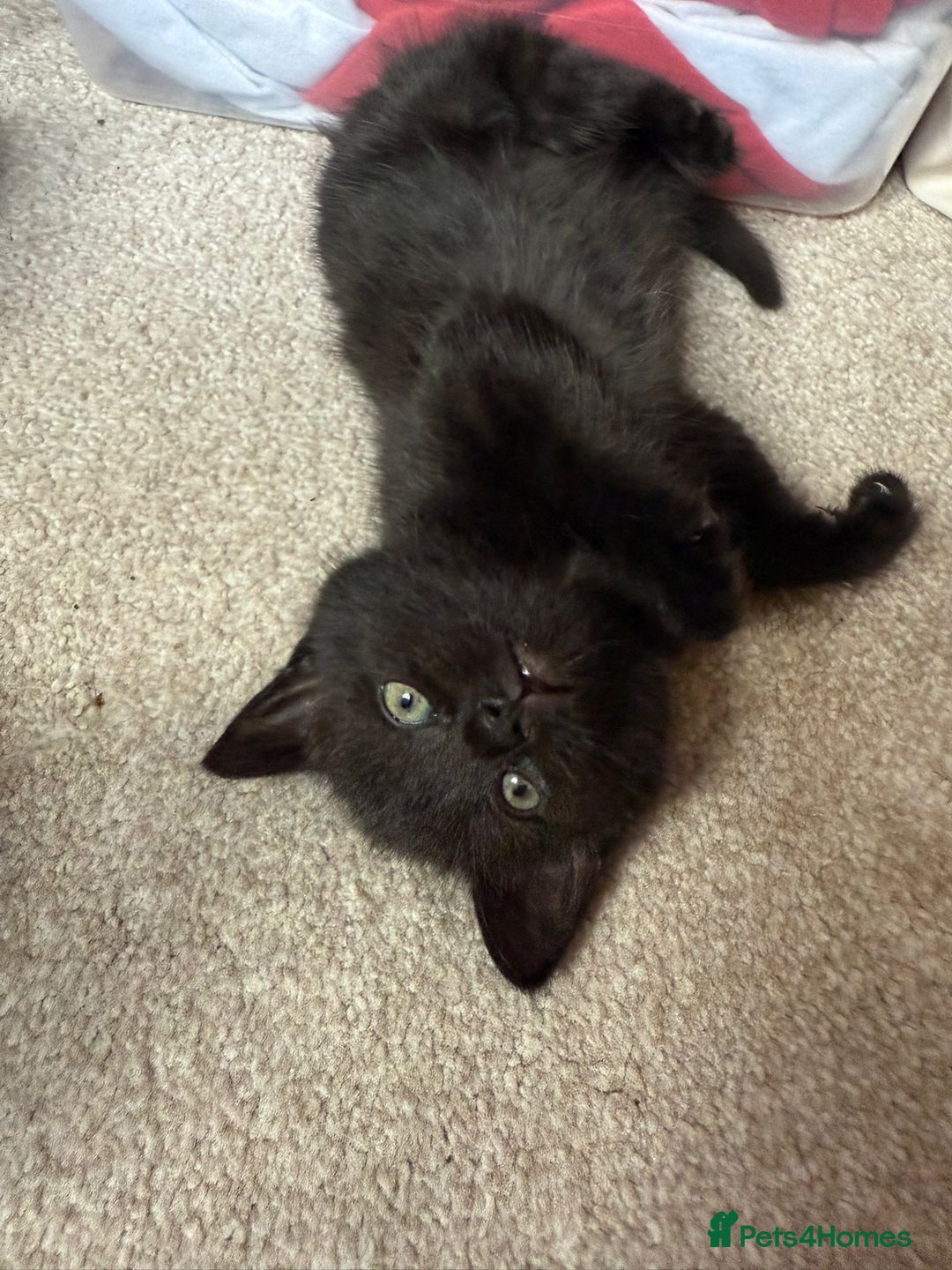 Mixed Breed cats for sale: Little Black Beauties - Image 8