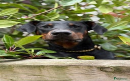 Dobermann dogs for sale: Male Dobermann 18 Months Old Crate Trained - Image 4