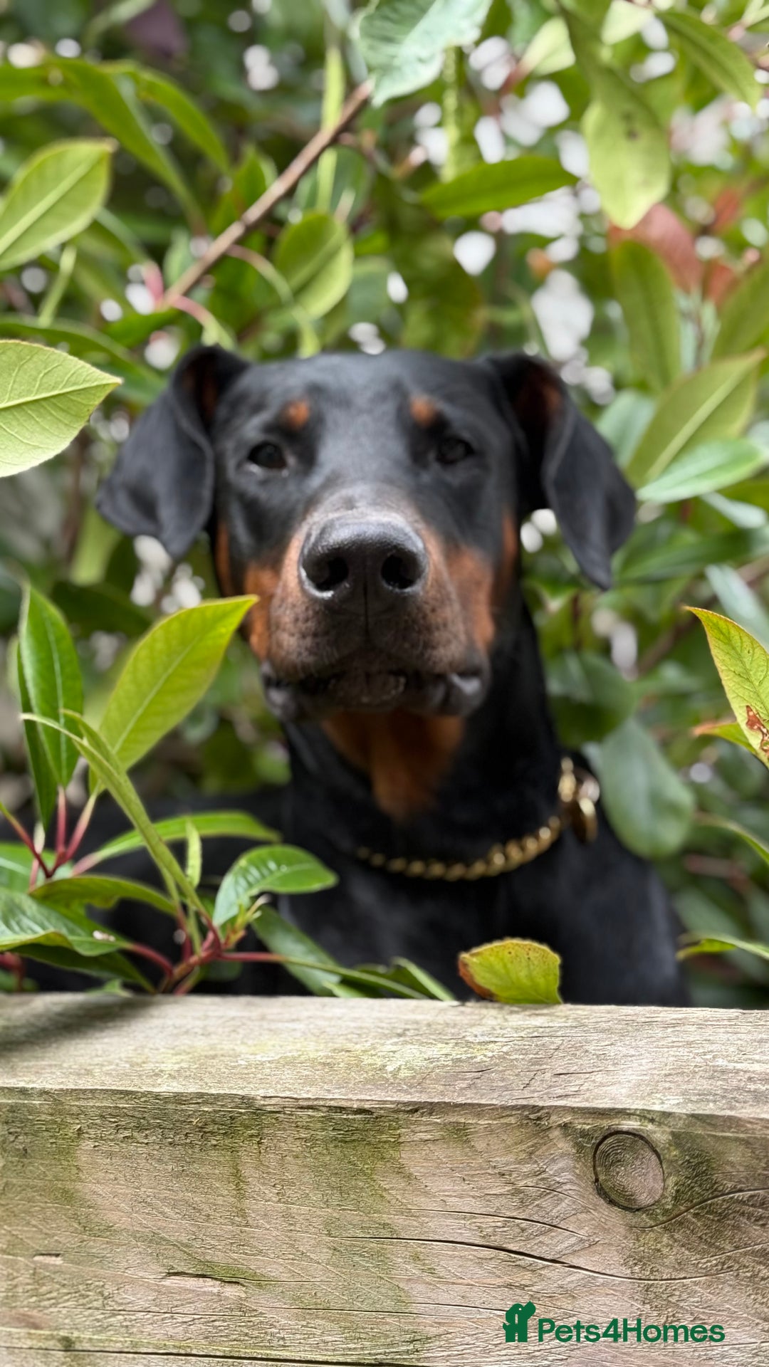 Dobermann dogs for sale: Male Dobermann 18 Months Old Crate Trained - Image 4