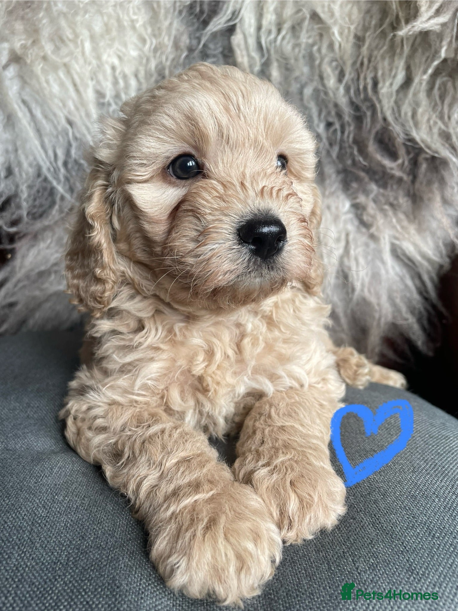 Cavapoochon dogs 🩷💙Beautiful Cavapoochon Puppies💙🩷 - Advert 1