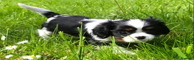 Cavalier King Charles Spaniel Puppy 3