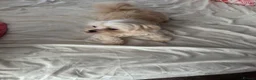 Mixed Breed dogs for sale: Shi chi absolutely stunning  in Burton-on-Trent - Advert 6