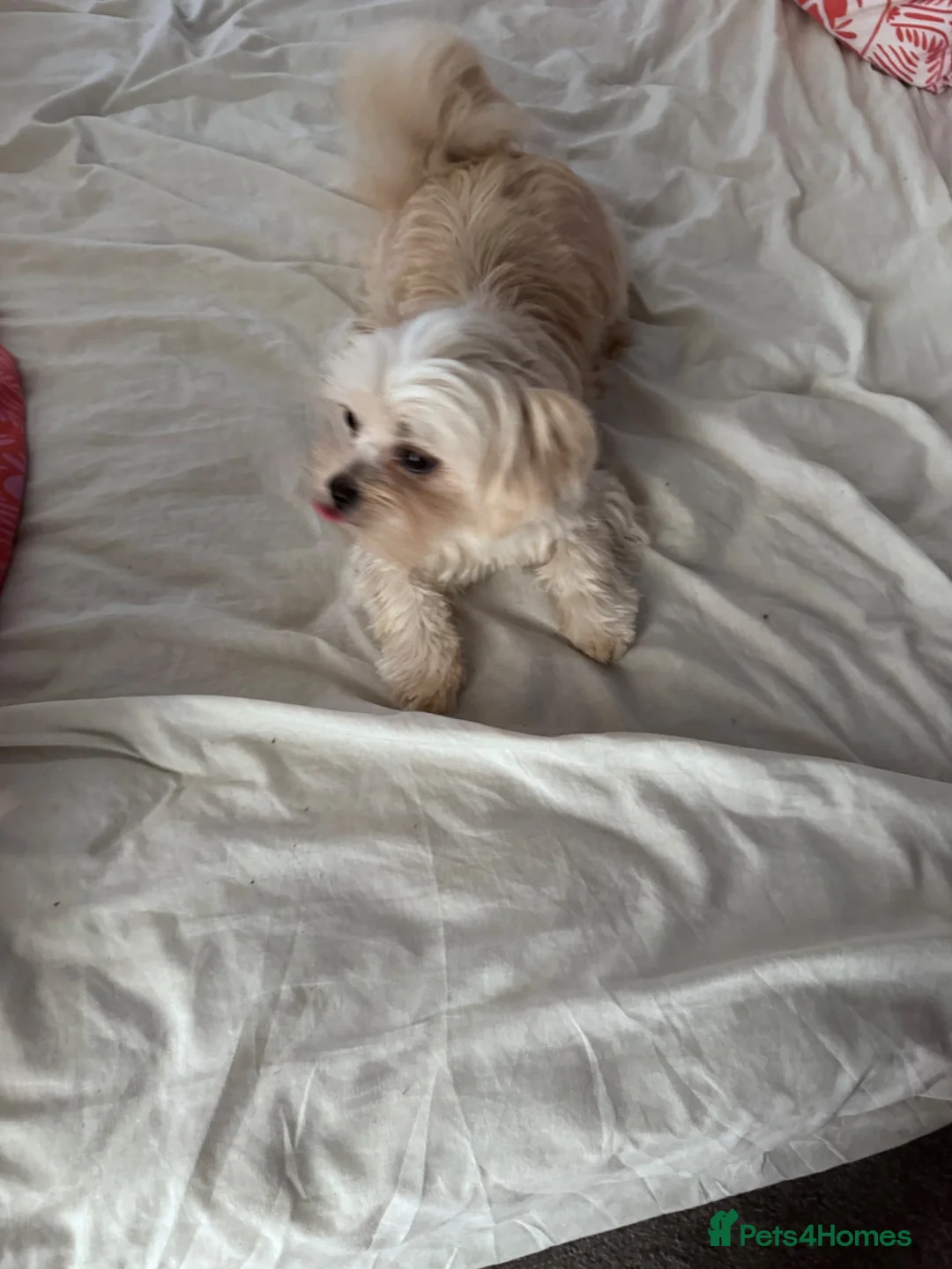 Mixed Breed dogs for sale: Shi chi absolutely stunning  in Burton-on-Trent - Advert 6