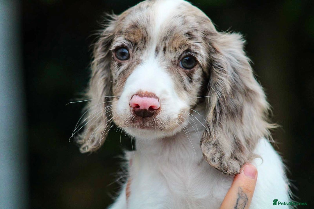 Cocker Spaniel dogs for sale: Working Cocker Spaniel puppies LAST TWO GIRLS - Image 2