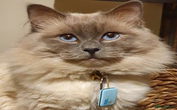 Ragdoll cats for stud: *Stud*gccf/tica entire active bluepoint ragdoll in Oldham - Image 1