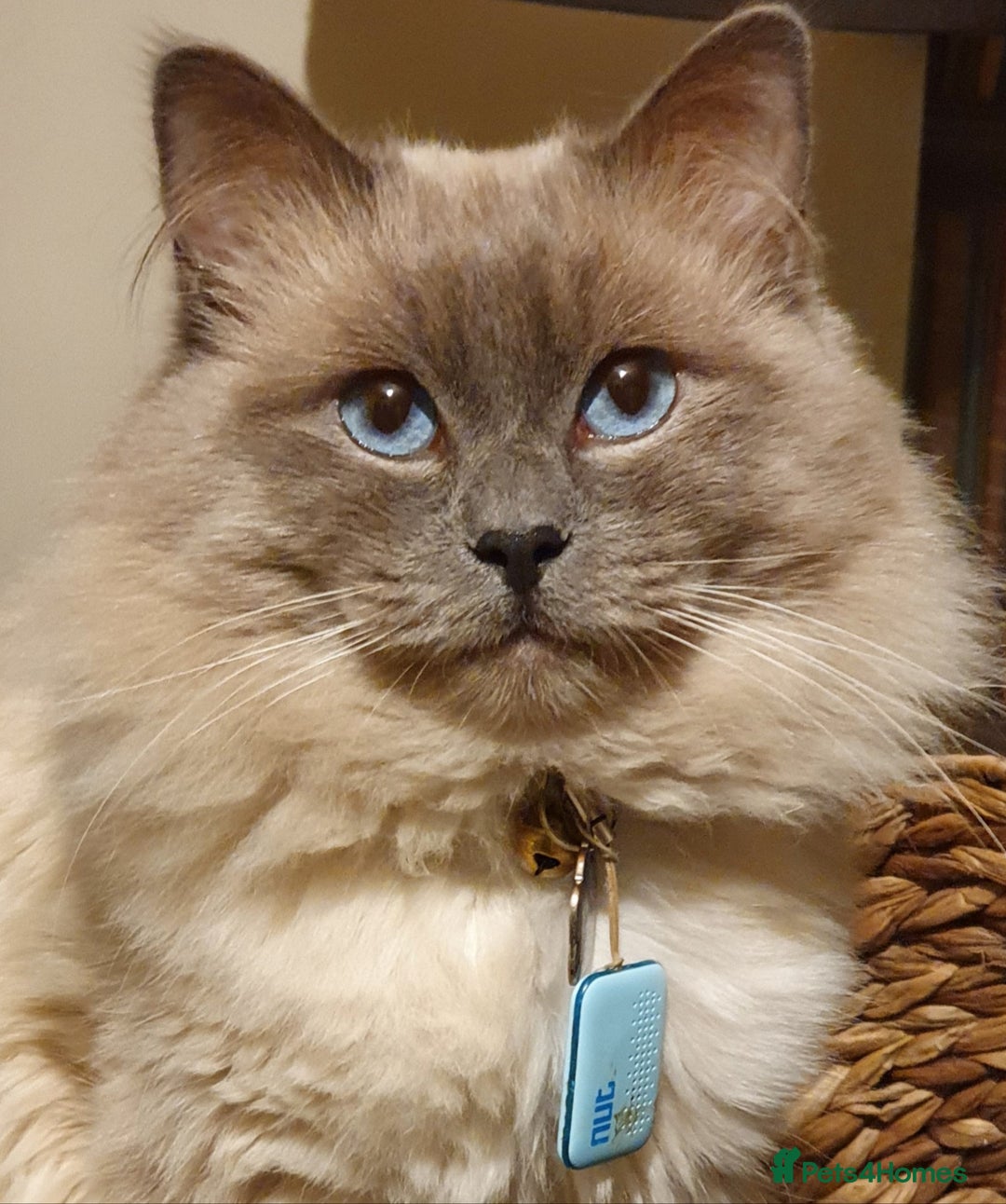 Ragdoll cats for stud: *Stud*gccf/tica entire active bluepoint ragdoll in Oldham - Image 1