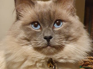 Ragdoll cats in Oldham - Advert 19