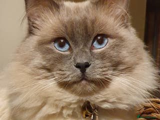 Ragdoll cats *Stud*gccf/tica entire active bluepoint ragdoll in Oldham - Advert 1