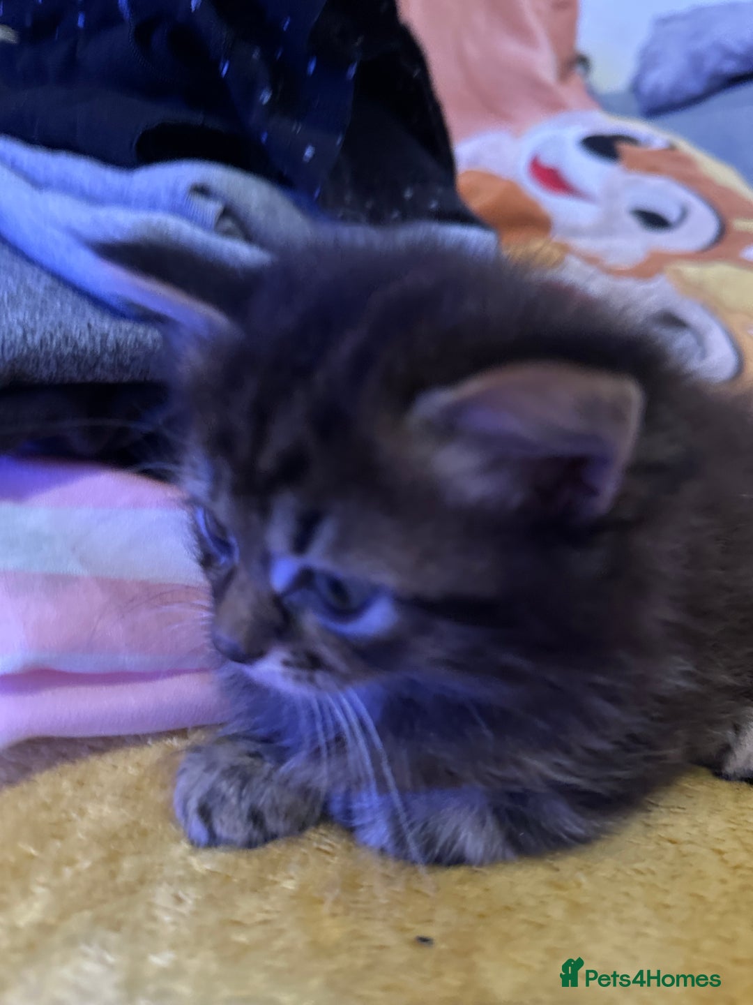 Mixed Breed cats for sale: Ragdoll Cross Kittens, 2 boys 1 girl - Advert 32