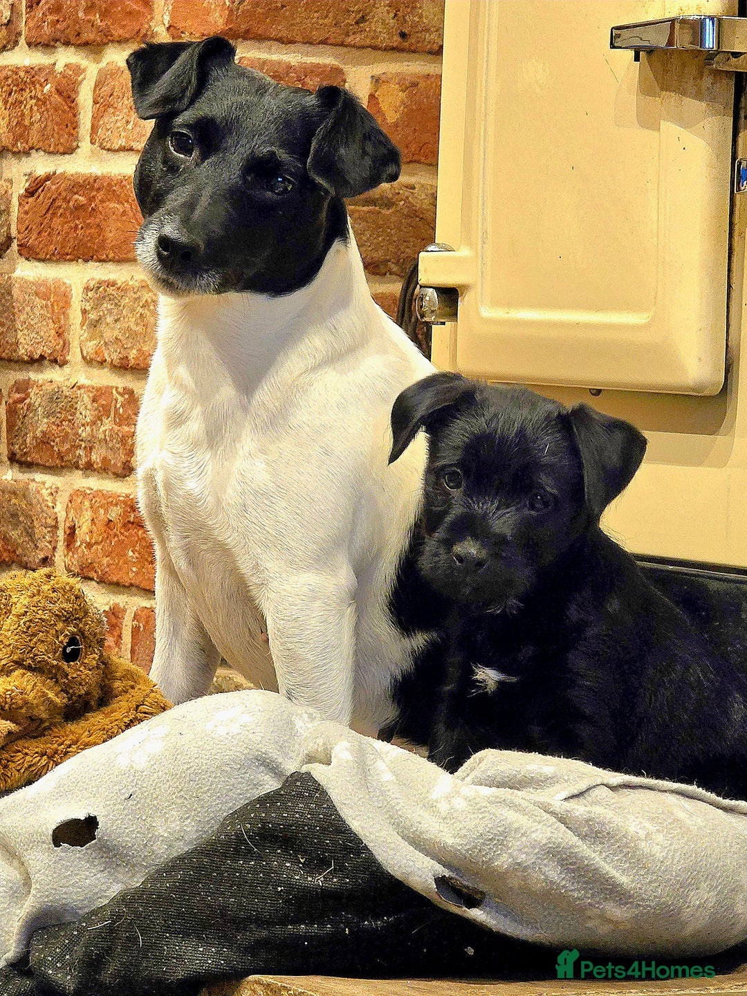 Mixed Breed dogs for sale: Border terrier cross patterdale terrier - Advert 4