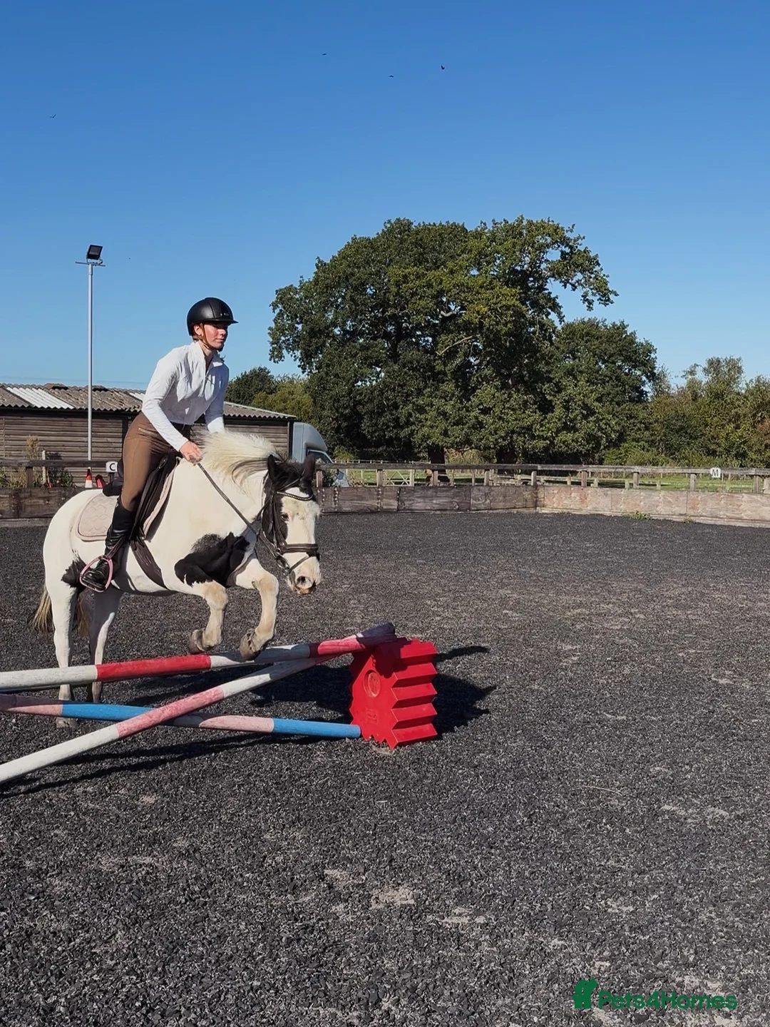 Tinker horses for sale: “Emma” Lovely Happy Hacker in York - Advert 2