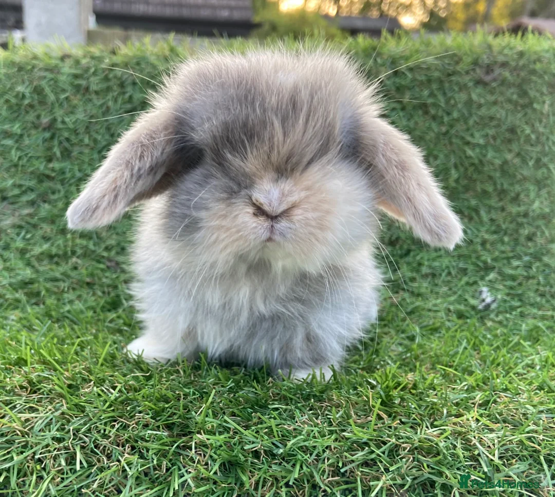 Mini Lion Lop rabbits for sale: Mini Lion Lops for sale  - Advert 2