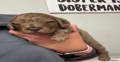 Cockapoo dogs - Advert 7