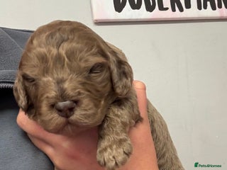 Cockapoo dogs - Advert 1