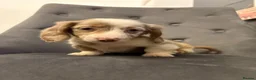 Dachshund dogs for sale: Miniature Dachshund puppies  - Advert 10