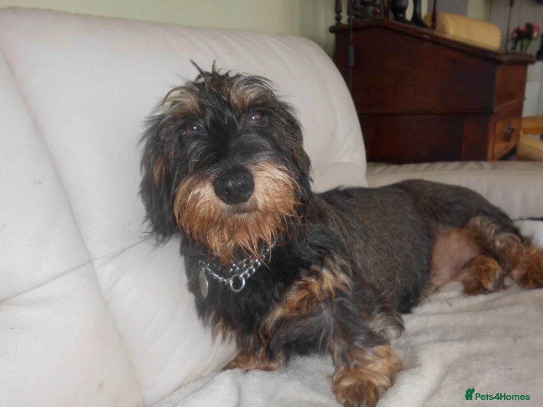 Dachshund dogs for sale: Wirehaired Dachshund in Ipswich - Advert 1