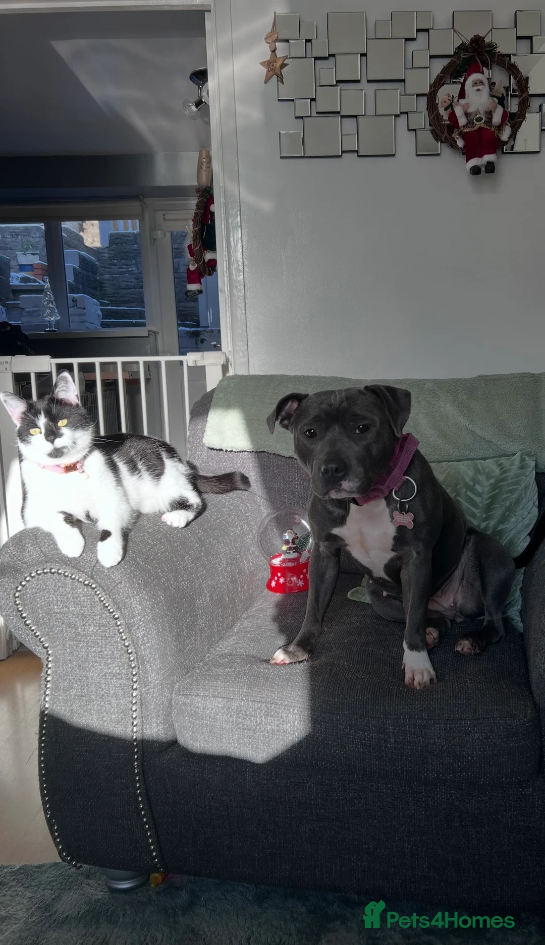 Staffordshire Bull Terrier dogs for sale: Blue Staffordshire Bull Terriers Male & Female in Bridgend - Advert 6