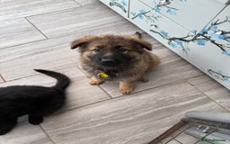 German Shepherd dogs for sale: Long haired GSD bitch - Image 2