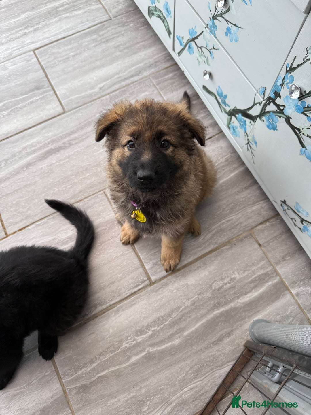 German Shepherd dogs for sale: Long haired GSD bitch - Image 2