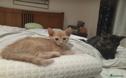 British Shorthair cats for sale: Cute playful smart kittens ready for new homes - Image 15