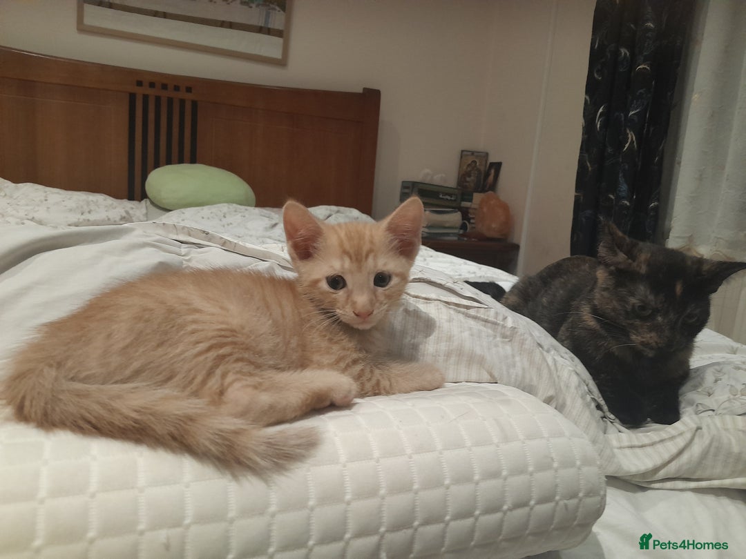 British Shorthair cats for sale: Cute playful smart kittens ready for new homes - Image 15